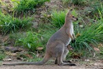 we love our wallabies and babies